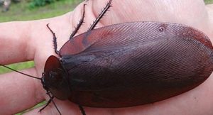 cucaracha Megaloblatta