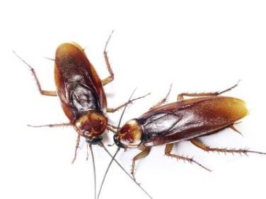 cucaracha americana cultura china