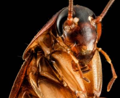 cucaracha características