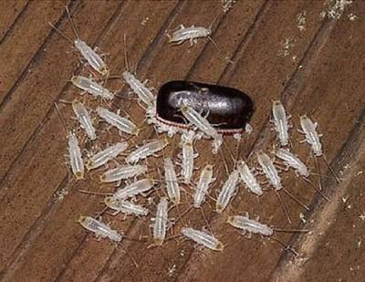 ¿Cómo son los huevos de cucaracha? Fotos de huevecillos